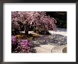 Japanese Gardens In Washington Park, Portland, Oregon, Usa by Janis Miglavs Limited Edition Print