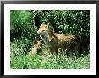 Fox, Vixen With Cub, Surrey by David Tipling Limited Edition Print