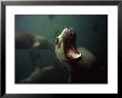 Hooker Sealion, New Zealand by Tobias Bernhard Limited Edition Print