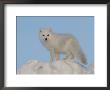 Arctic Fox, Near Churchill, Canada by Daniel Cox Limited Edition Print