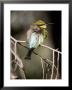 Male Rainbow Bee Eater With Its Feathers Fluffed Up For Warmth, Australia by Jason Edwards Limited Edition Print