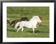 Icelandic Horses Running Across Meadow, Iceland by Mark Hamblin Limited Edition Print