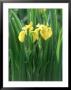 Yellow Iris, Caithness, Scotland by Iain Sarjeant Limited Edition Pricing Art Print