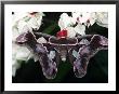 Atlas Moth, Attacus Atlas, Indonesia by Robert Franz Limited Edition Print