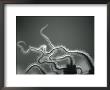 Furry Tentacles by Henry Horenstein Limited Edition Print
