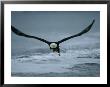An American Bald Eagle In Flight Close To Waters Surface by Klaus Nigge Limited Edition Pricing Art Print