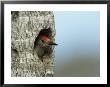 Red-Bellied Woodpecker Looks Out From Its Nest by Klaus Nigge Limited Edition Print