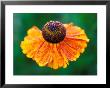 Helenium Sahins Early Flowerer by Lynn Keddie Limited Edition Pricing Art Print