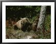 An Alaskan Brown Bear And Her Cub At Rest On The Edge Of A Wood by Roy Toft Limited Edition Pricing Art Print