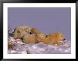 A Mother Polar Bear Rests With Her Cubs by Paul Nicklen Limited Edition Print