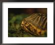 A Nervous Ornate Box Turtle Retreats Into Its Shell by Joel Sartore Limited Edition Print