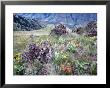 Arrowleaf Balsamroot And Indian Paintbrush, Imnaha River Canyon Rim, Oregon, Usa by William Sutton Limited Edition Print