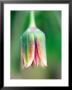 Allium Nectaroscordum, Extreme Close-Up Of Individual Flower by Lynn Keddie Limited Edition Print