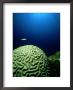 Common Brain Coral, Close-Up, Caribbean by Aldo Brando Limited Edition Pricing Art Print