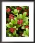 Skimmia Reevesiana, Clusters Of Red Berries by Mark Bolton Limited Edition Pricing Art Print