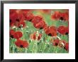 Papaver Commutatum Ladybird (Poppy) by Hemant Jariwala Limited Edition Print