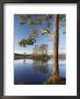 Island Of Scots Pines Reflected In Loch Mallachie, Scotland by Mark Hamblin Limited Edition Print