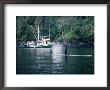 Killer Whale, Male At Surface, Bc, Canada by Gerard Soury Limited Edition Print