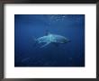 Great White Shark, Swimming, South Australia by Gerard Soury Limited Edition Pricing Art Print