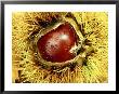 Sweet Chestnut, Chestnut Seed In Fruit Casing, France by Mark Hamblin Limited Edition Pricing Art Print
