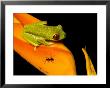 Red-Eyed Tree Frog On Haliconia Flower With An Ant, Costa Rica by Roy Toft Limited Edition Pricing Art Print