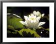 Nymphaea Gladstoneana (Water Lily) by Hemant Jariwala Limited Edition Print