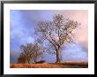Ash, Trees In Hedge Line, Angus, Scotland by Niall Benvie Limited Edition Print