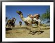 Domestic Camels, Thar Desert, India by Paul Franklin Limited Edition Pricing Art Print
