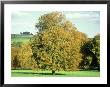 Horse Chestnut In Autumn, Uk by Mike England Limited Edition Print