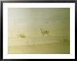 Dorcas Gazelle In Sandstorm, Niger by Waina Cheng Limited Edition Print