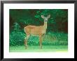 White-Tailed Deer, Standing On Open Ground Just Outside Wood, Massachusetts by David Boag Limited Edition Print