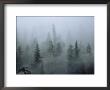 Fog Shrouds Tall Evergreens At Misty Fjord National Monument by Bill Curtsinger Limited Edition Print