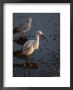A Snowy Egret Standing On A Submerged Log Watches For Prey by Tom Murphy Limited Edition Print