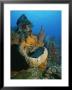 A View Of A Colorful Reef by Raul Touzon Limited Edition Print