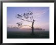 Tree Silhouetted In The Early Morning Mist by Mark Thiessen Limited Edition Pricing Art Print