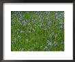 Beautiful Picture Of Irises In Bloom At The Ohta Shrine by George F. Mobley Limited Edition Pricing Art Print