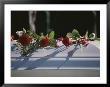Roses Cover The Casket Of An Officer Killed In The Pentagon On 9/11 by Stephen St. John Limited Edition Print
