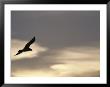 Flying Seagull In Silhouette by Raul Touzon Limited Edition Print