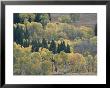 A Stand Of Aspen And Evergreen Trees by Tom Murphy Limited Edition Pricing Art Print
