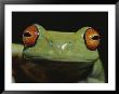 Colorful Close View Of Red-Eyed Tree Frog by Jason Edwards Limited Edition Print