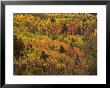 Elevated Autumnal View Of A Forest by Raul Touzon Limited Edition Print