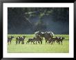Cow Elk With Calves, Madison River Valley by Raymond Gehman Limited Edition Pricing Art Print