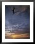 Birds Float On The Breeze Over The Water At Sunset by Michael Melford Limited Edition Print