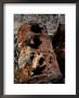 Rusted Waste Barrel At A Dump In Natchez by Sam Kittner Limited Edition Print