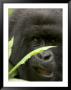 Mountain Gorilla (Gorilla Gorilla Berengei)Showing Teeth, With Leaves by Roy Toft Limited Edition Print