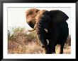 Charging African Elephant by Nicole Duplaix Limited Edition Print