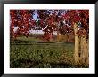 Autumn Color Frames The Rolling Hills Of The Virginia Foxhunt Country by Stephen St. John Limited Edition Print