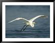 Great Egret In Flight On Floridas Gulf Coast by Klaus Nigge Limited Edition Print