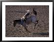 Cowboy Riding Bareback Bronco In Rodeo Competition, Big Timber, Montana, Usa by John & Lisa Merrill Limited Edition Print