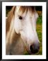 Portrait Of Connemara Pony, Connemara, Ireland by Richard Cummins Limited Edition Print